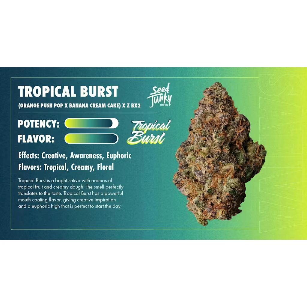 Seed junky - TROPICAL BURST BIGS | 7G | SATIVA Main Image