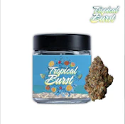 TROPICAL BURST | 3.5G | SATIVA