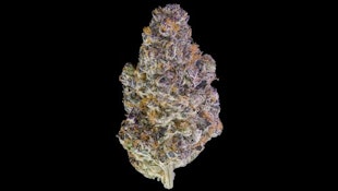 KEY LIME JACK