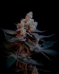 Prime cuts - CAKEMERA CLONE