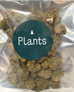 Plants - LEMON JEALOUSY 28G