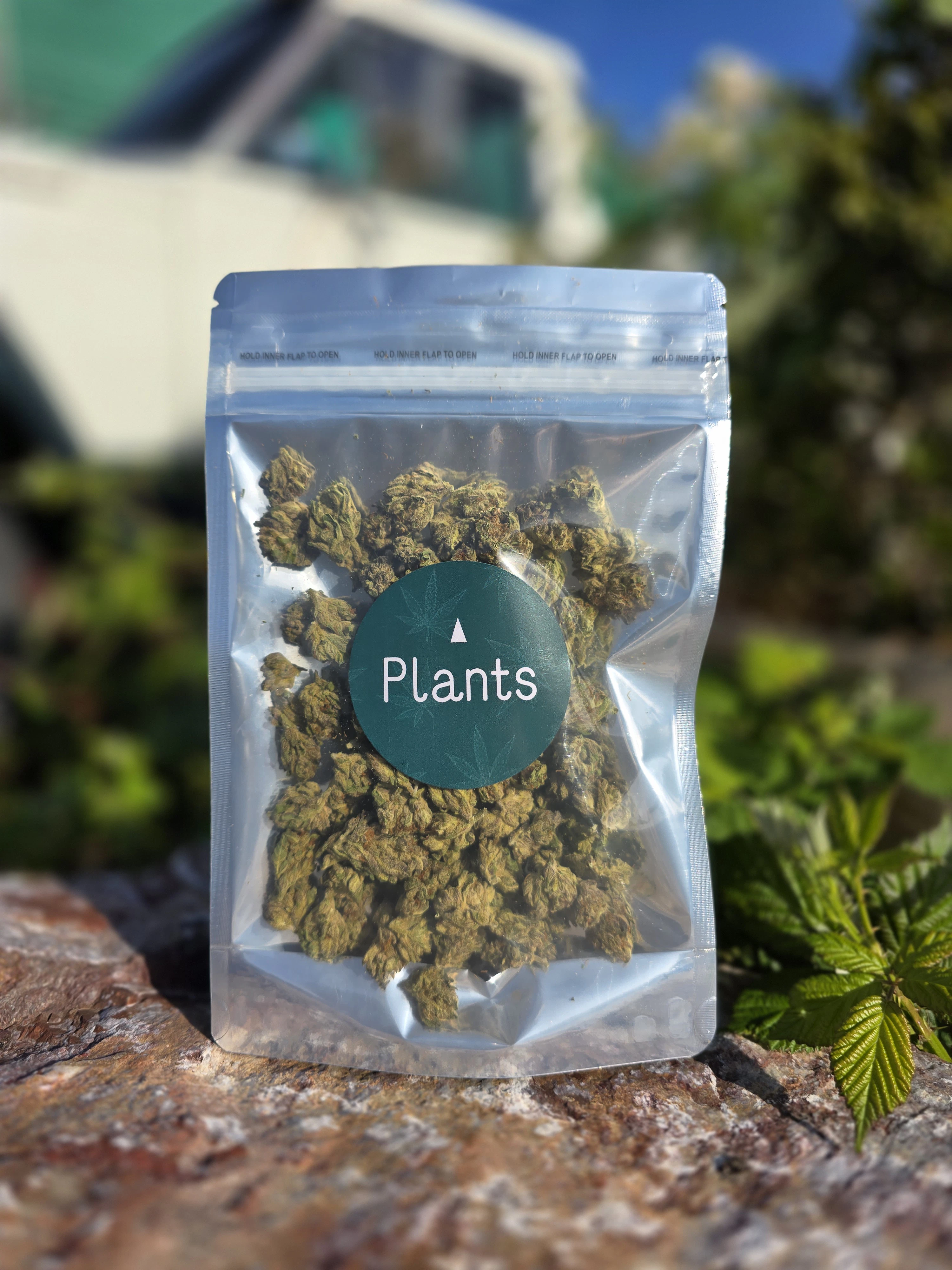Plants - BACIO SMALLS 3.5G Main Image