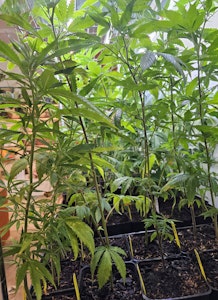 Equilibrium - SUPER SOUR DIESEL- TEEN CLONE