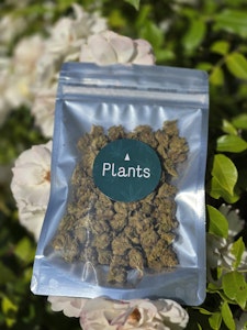 Plants - WHITE RUNTZ SMALLS 28G