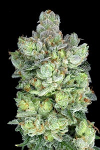Prime cuts - OGRE OG