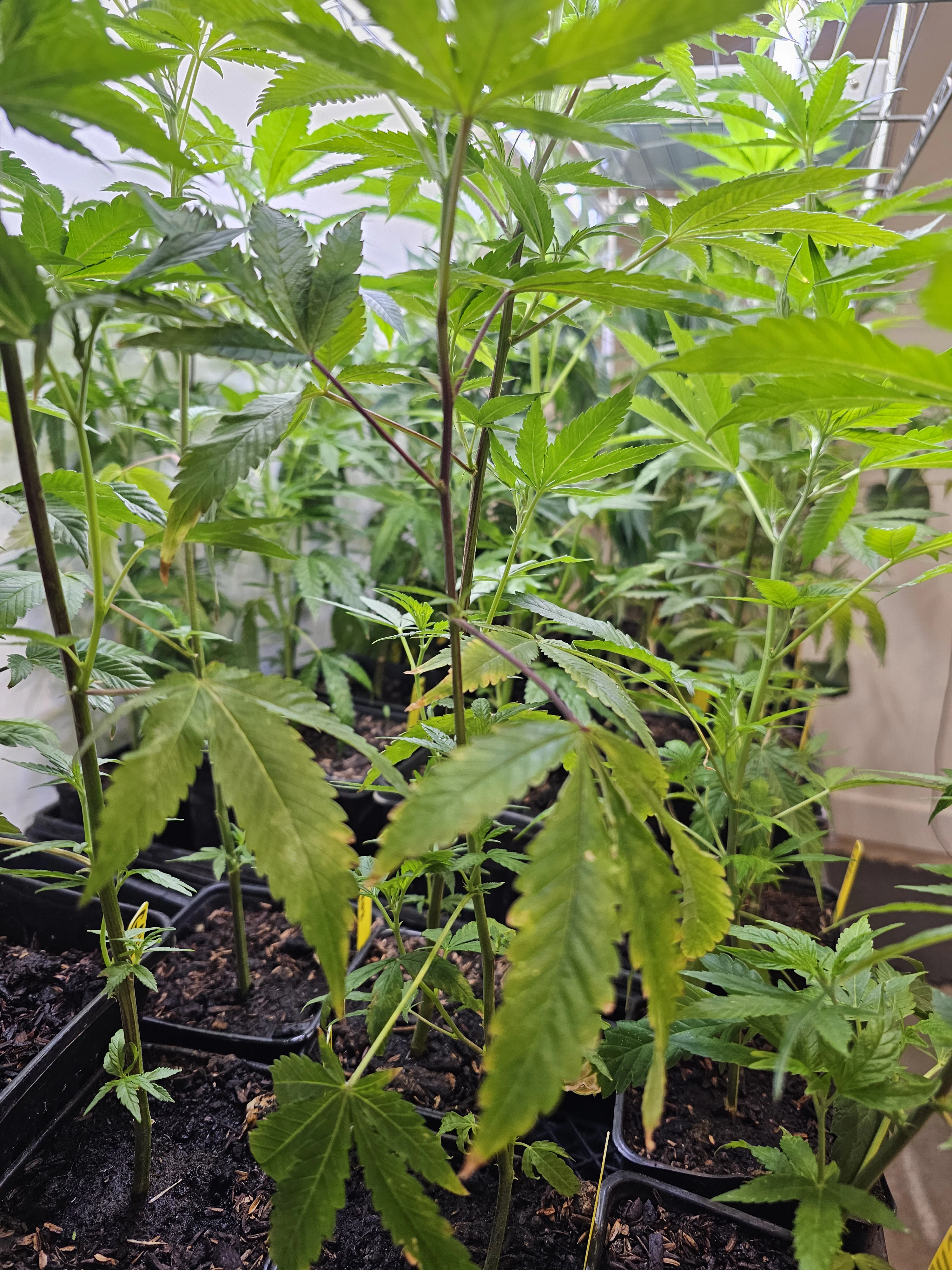 Equilibrium - BLACK RUNTZ- TEEN CLONE Main Image