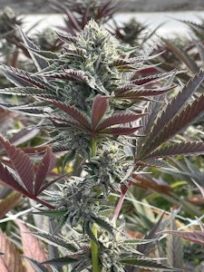 Prime cuts - LONDON TRUFFLE CLONE