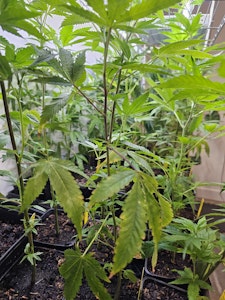 Equilibrium - PEANUT BUTTER BREATH- TEEN CLONE