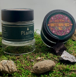 Plants - WHITETHORN ROSE 3.5G