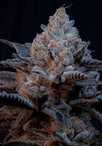 Prime cuts - PABLO'S REVENGE, #34, PURPLE PORCELAIN, WEDDING CAKE, STUNNA RUNTZ, MAC 1, CANDY FUMEZ, OREOZ BLIZZARD