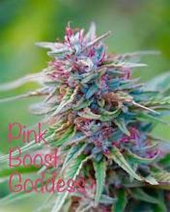 Emerald spirit botanicals - PINK BOOST GODDESS (THCV)