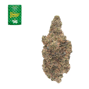 The classics - GOVERNMENT OASIS