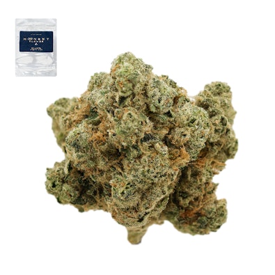 HINDU KUSH 14G