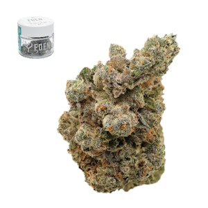 Eden - TAMPA CRIPPIE