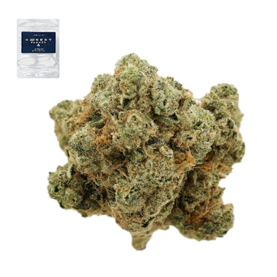 HINDU KUSH 14G