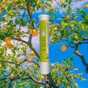 PREROLL | SUPER LEMON HAZE | 1G