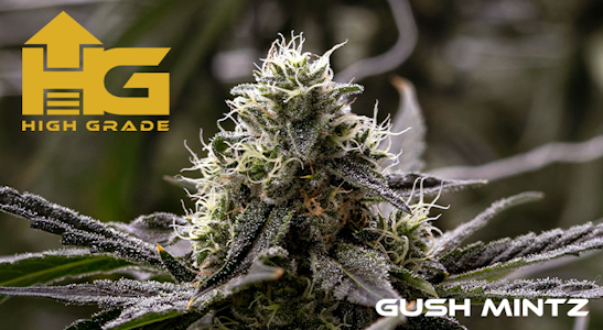 High grade - GUSH MINTZ 14G