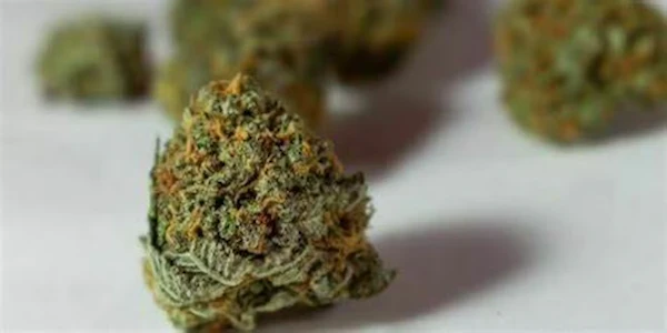 Potter's farm - FIRST CLASS FUNK 14G