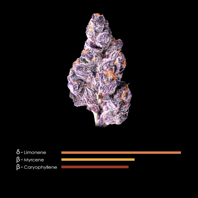 Maven - 1/8 OZ- PANTA RHEI- PREMIUM INDOOR Main Image