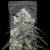 1/4 OZ- LEMON BEAN- PREMIUM INDOOR - SMALLS