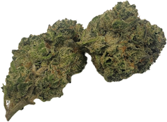 EXOTIC